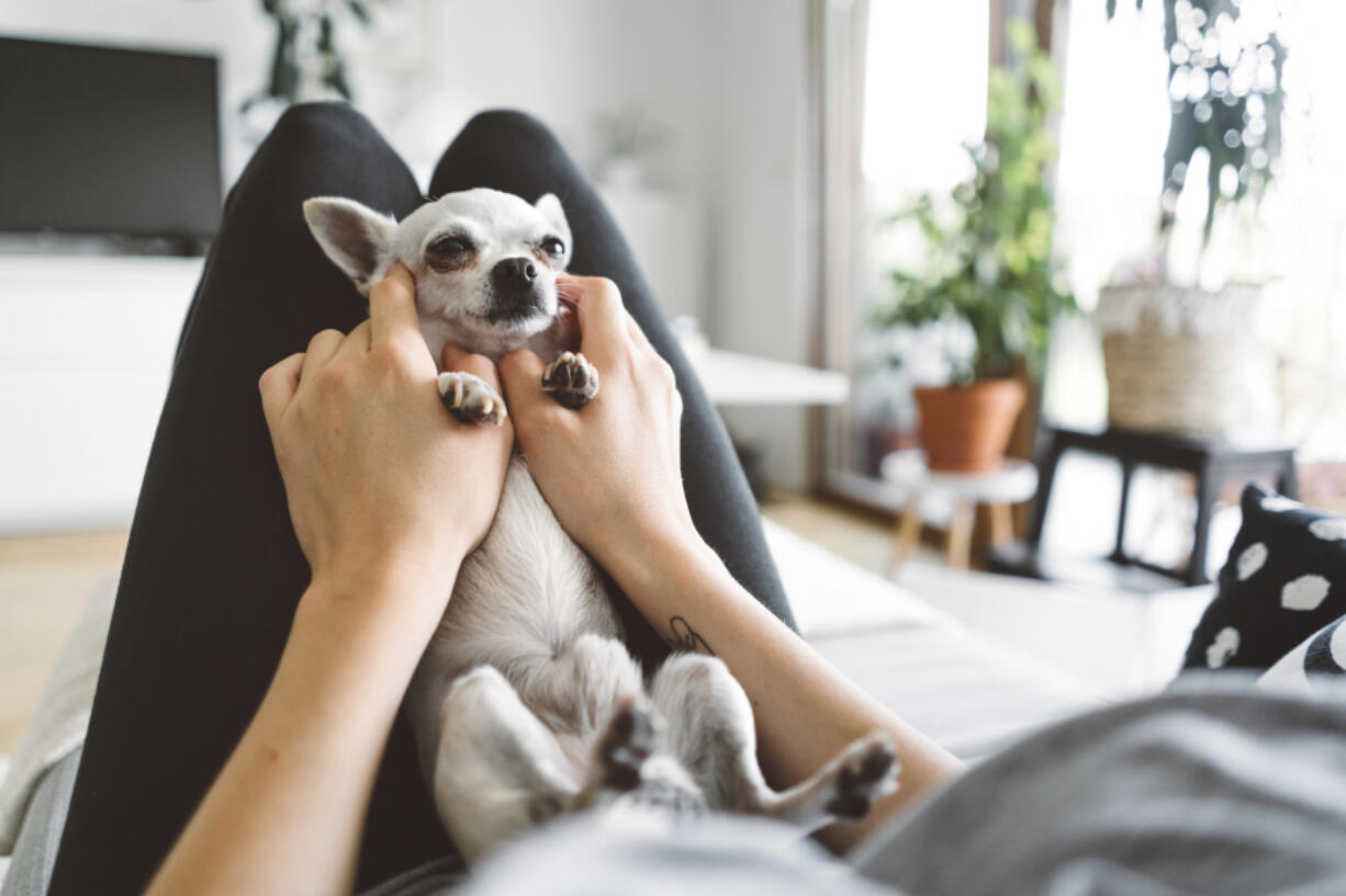 The chihuahua is the most popular pup among the nation&rsquo;s 49 million households with dogs.
