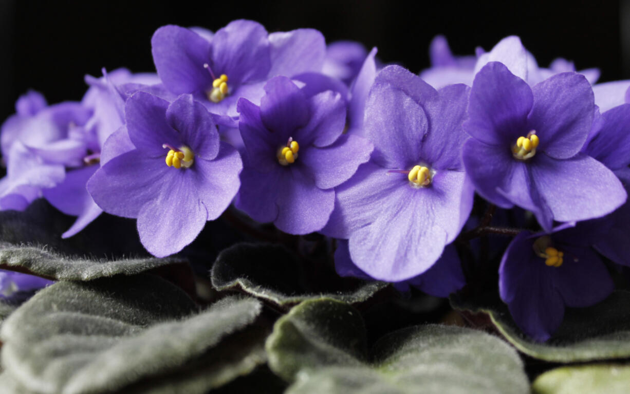Violets, Close up (iStock.com)