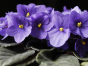 Violets, Close up (iStock.com)