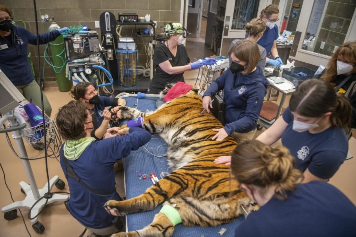 Veterinary dentist Dr. Alice Sievers, left, was accompanied by her own staff and a team from the Point Defiance Zoo in Tacoma Jan. 5 as she performed a dental exam and root-canal procedure on Sanjiv, a Sumatran tiger.