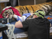 Although she was provided X-rays ahead of time, Vancouver veterinary dentist Dr. Alice Sievers took a fresh set before proceeding with root canal treatment for Sanjiv, a Sumatran tiger, at the Point Defiance Zoo in Tacoma.