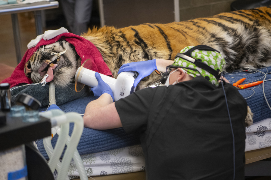 Although she was provided X-rays ahead of time, Vancouver veterinary dentist Dr. Alice Sievers took a fresh set before proceeding with root canal treatment for Sanjiv, a Sumatran tiger, at the Point Defiance Zoo in Tacoma.
