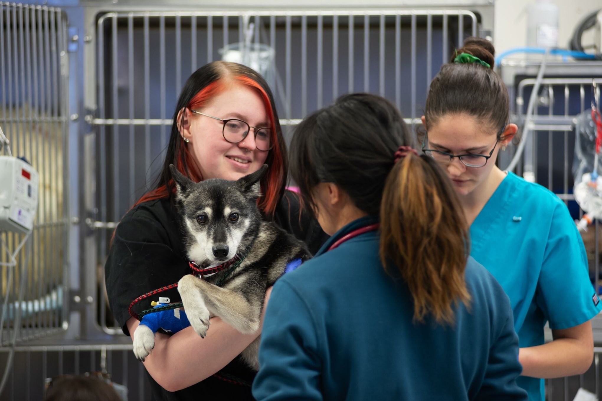 Between 4,000 and 5,000 small-animal emergency patients are seen annually at the WSU veterinary hospital. Such care is provided 24 hours a day, 365 days a year, with no appointment necessary. Mikayla... (Ted S.