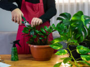 Grooming houseplants keeps your indoor garden looking its best and plants contained to the available space. You can use some of the trimmings to start new plants.