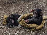 Baby chimpanzee Maisie, left, sleeps as her friend Lola, right, tries to wake her at the Maryland Zoo.