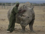 CAPTION CORRECTS INFO FILE - Keeper Zachariah Mutai attends to Fatu, one of only two northern white rhinos left in the world, in the pen at the Ol Pejeta Conservancy in Laikipia county in Kenya.  Fatu is incapable of natural reproduction. The last male white rhino, Sudan, was 45 when he was euthanized in 2018 due to age-related complications. In testing with another subspecies, researchers created a southern white rhino embryo in a lab from an egg and sperm that had been previously collected from other rhinos and transferred it into a southern white rhino surrogate mother at the Ol-Pejeta Conservancy in Kenya. The team only learned of the pregnancy after the surrogate mother died of a bacterial infection in November 2023.