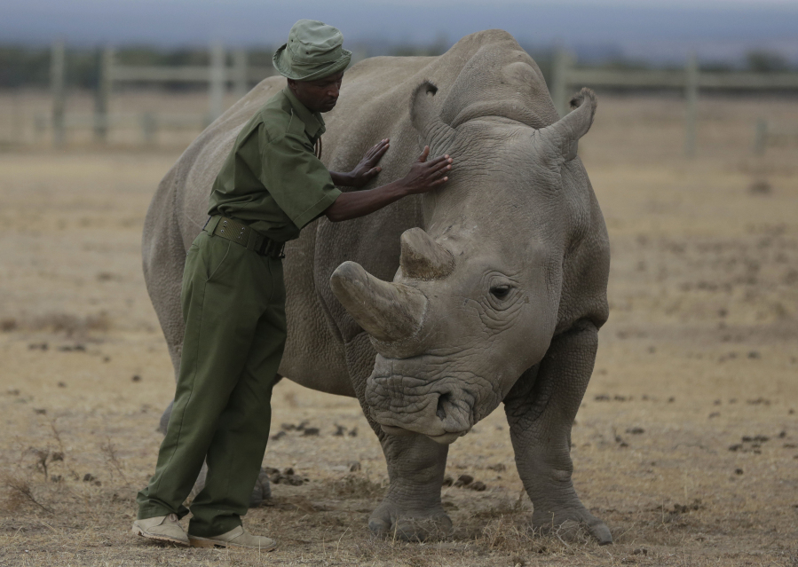 CAPTION CORRECTS INFO FILE - Keeper Zachariah Mutai attends to Fatu, one of only two northern white rhinos left in the world, in the pen at the Ol Pejeta Conservancy in Laikipia county in Kenya.  Fatu is incapable of natural reproduction. The last male white rhino, Sudan, was 45 when he was euthanized in 2018 due to age-related complications. In testing with another subspecies, researchers created a southern white rhino embryo in a lab from an egg and sperm that had been previously collected from other rhinos and transferred it into a southern white rhino surrogate mother at the Ol-Pejeta Conservancy in Kenya. The team only learned of the pregnancy after the surrogate mother died of a bacterial infection in November 2023.