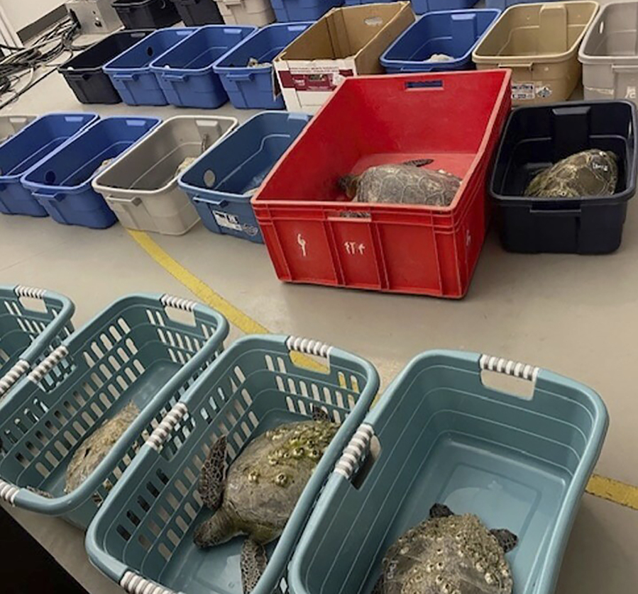 Surviving cold-stunned turtles wait to be examined at CMAST in Morehead City, N.C. The North Carolina State University Center for Marine Sciences and Technology took in 109 cold-stunned sea turtles from Cape Lookout on Jan. 21 but only 36 survived, the center said in a social media post this week.