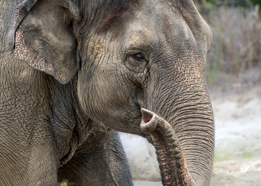 The 53-year-old Asian elephant Shaunzi has been euthanized at the Los Angeles Zoo after she was unable to stand up.