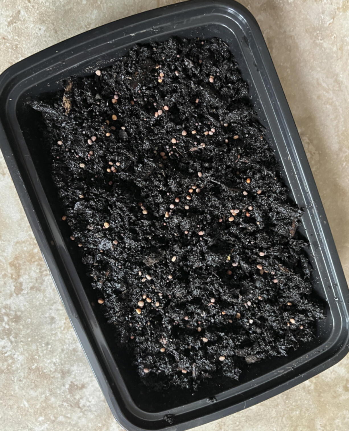 Sown seeds in a takeout food container for growing microgreens.
