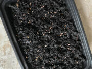 Sown seeds in a takeout food container for growing microgreens.