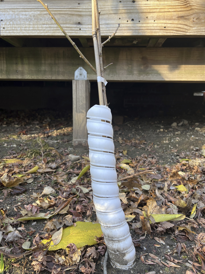 This Dec. 20, 2023 image provided by Jessica Damiano shows a plastic collar wrapped around the trunk of a young peach tree on Long Island, New York. Such barriers are effective at protecting bark from hungry rodents over winter.