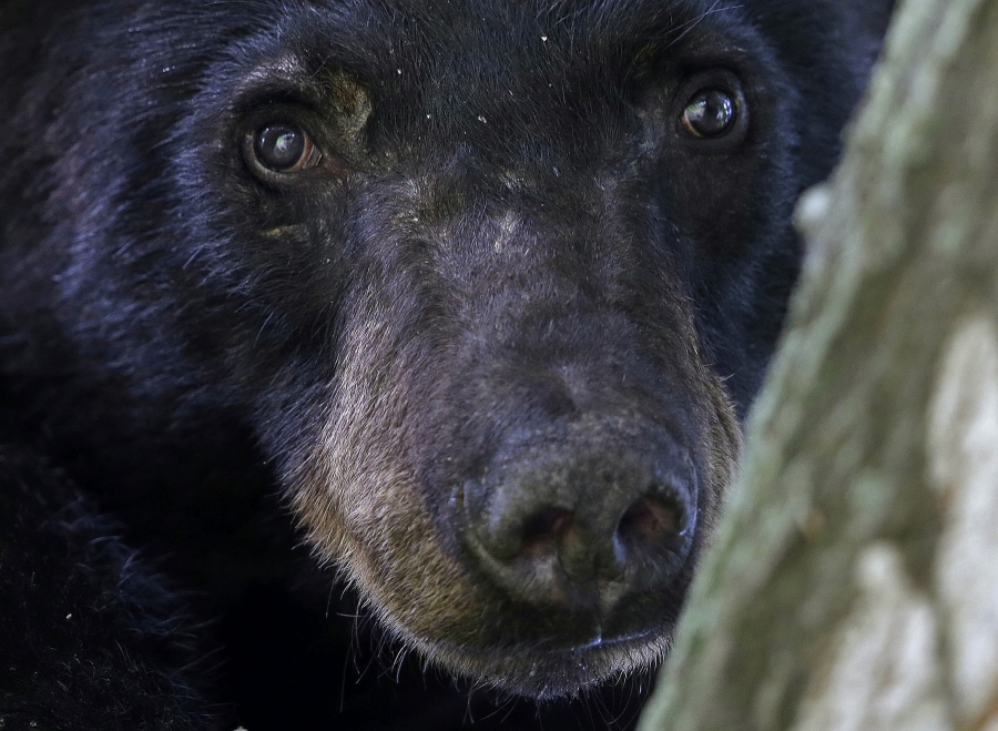 FILE - A Louisiana black bear, sub-species of the black bear that was protected under the Endangered Species Act, is seen in a water oak tree, May 17, 2015, in Marksville, La. A move is underway that wildlife advocates hope will persuade the state to end plans to overturn a nearly 40-year-old hunting ban on Louisiana black bears. The petition had just over 7,500 signatures as of Wednesday, Jan. 17, 2024.