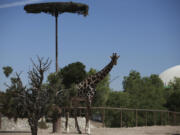FILE - Benito the giraffe looks out from his enclosure at the city run Central Park, in Ciudad Juarez, Mexico, June 13, 2023. A campaign to save the 3-year-old male from extreme hot and cold temperatures and a small enclosure has paid off with officials from Chihuahua state promising in a Jan. 8, 2024 statement to move him to the more spacious Africam Safari park in the state of Puebla.