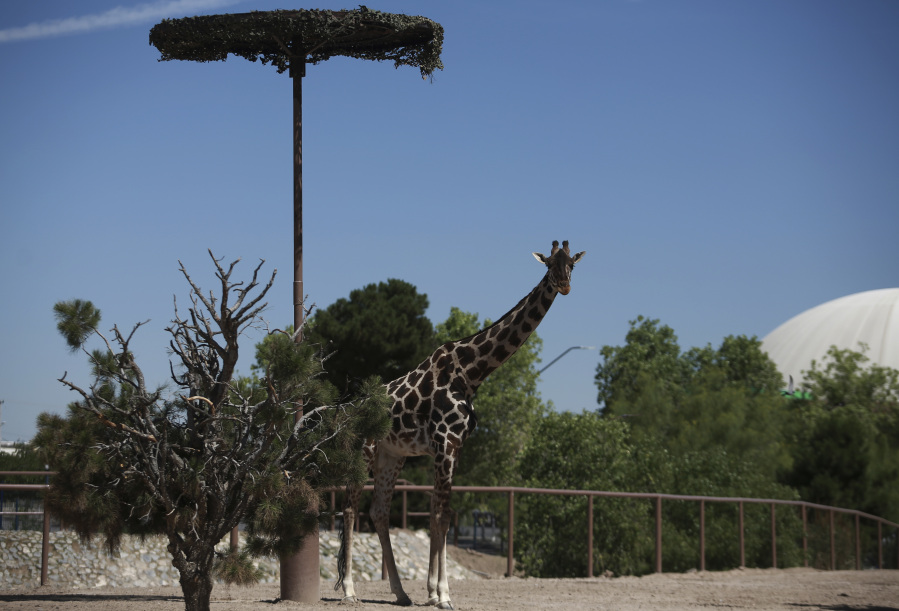 FILE - Benito the giraffe looks out from his enclosure at the city run Central Park, in Ciudad Juarez, Mexico, June 13, 2023. A campaign to save the 3-year-old male from extreme hot and cold temperatures and a small enclosure has paid off with officials from Chihuahua state promising in a Jan. 8, 2024 statement to move him to the more spacious Africam Safari park in the state of Puebla.