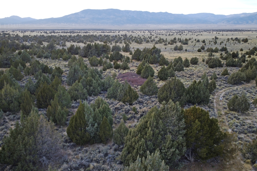 A stretch of Rocky Mountain junipers are visible at Bahsahwahbee on Nov. 11, 2023, a site in eastern Nevada that is sacred to members of the Ely Shoshone, Duckwater Shoshone and the Confederated Tribes of the Goshute Reservation. Their ancestors were massacred by white people on several occasions at this site and tribal members believe their spirits live on in the trees.