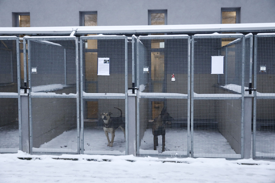 Two dogs wait to be adopted or temporarily fostered, in Krakow, Poland, on Sunday Jan. 7, 2024. The KTOZ Shelter for Homeless Animal on Friday sent out an urgent appeal to people to adopt or at least temporarily shelter some of its dogs until the dangerous cold spell passes. It didn&rsquo;t have room inside for all its 300 dogs and some where in pens outdoors. What it called &ldquo;Operation Frost&rdquo; was a huge success, with people arriving in droves, waiting in lines for hours and taking home 120 pups.
