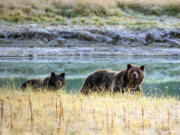 A Grizzly bear mother and her cub walk near Pelican Creek Oct. 8, 2012, in the Yellowstone National Park in Wyoming.