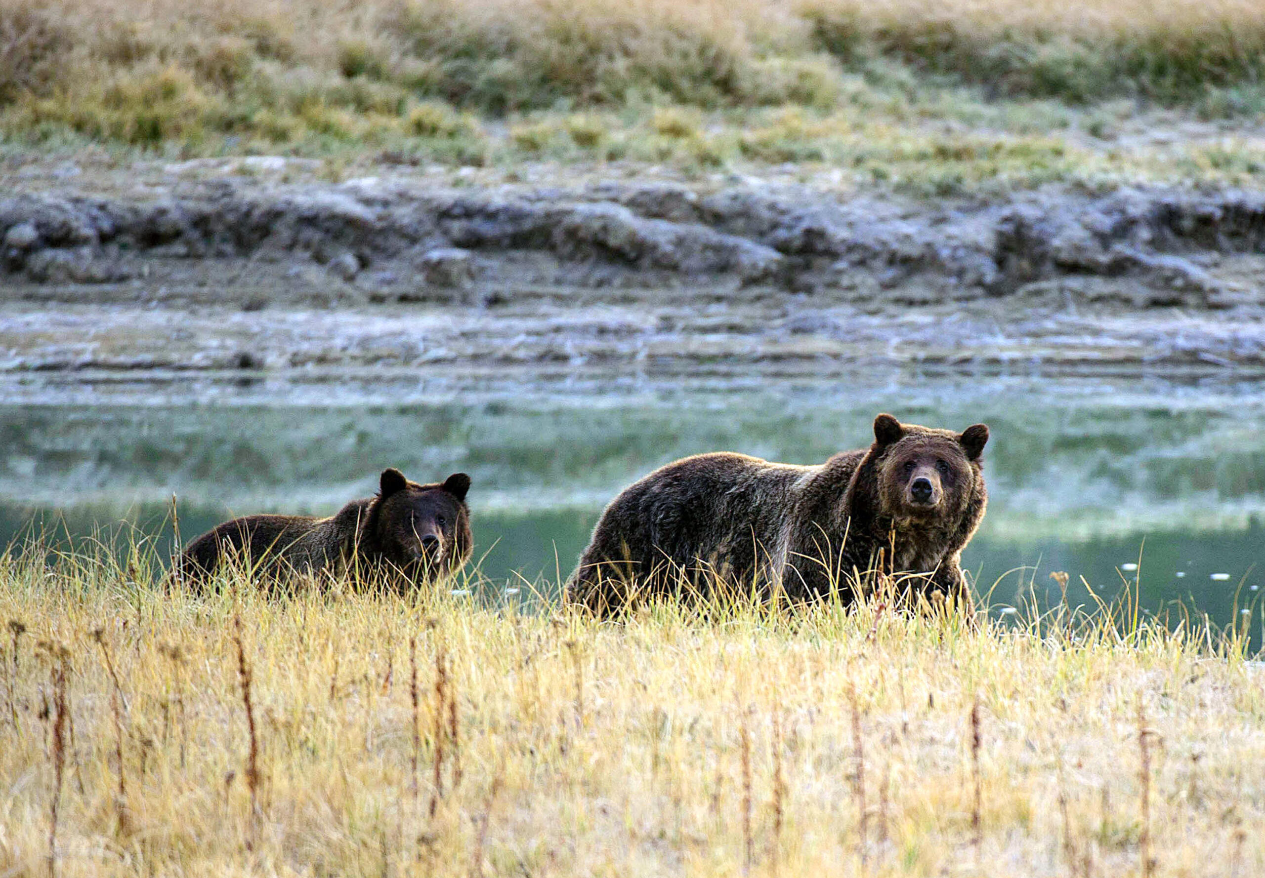 A Grizzly bear mother and her cub walk near Pelican Creek Oct. 8, 2012, in the Yellowstone National Park in Wyoming.