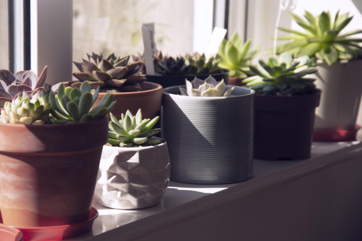 It&rsquo;s no surprise that succulents, including cactuses, are popular. These easy-care houseplants come in a variety of colors, shapes and sizes, making them perfect for any home.