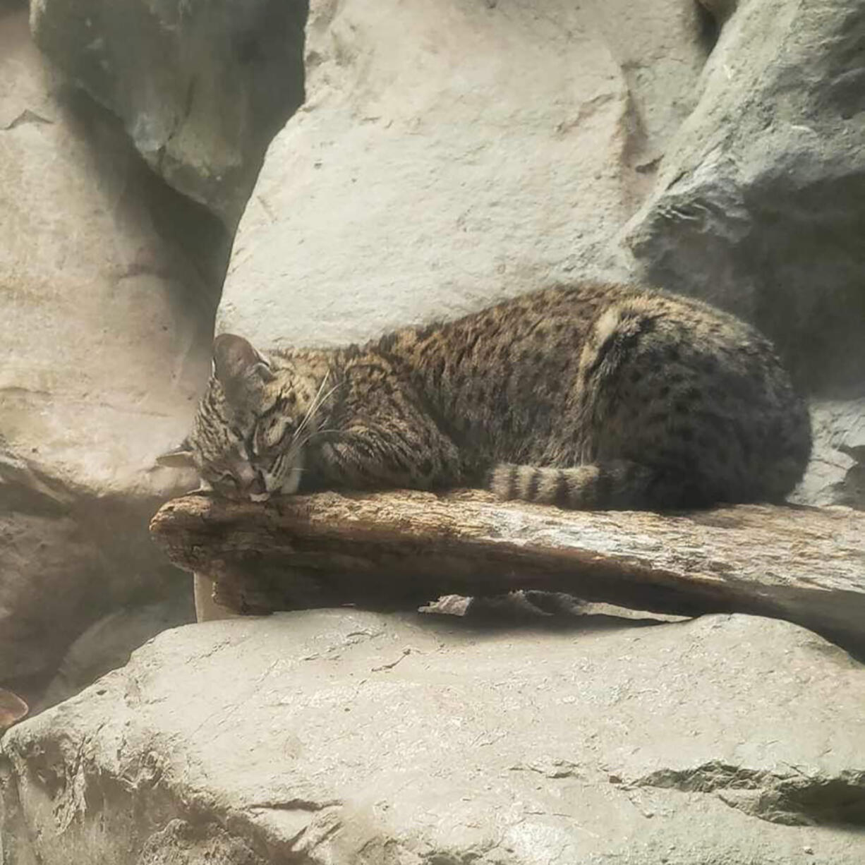 Dia, a four-year-old Geoffroy&rsquo;s cat, was rescued by zoo, state and federal wildlife officials after being smuggled through the Denver International Airport in April 2022.
