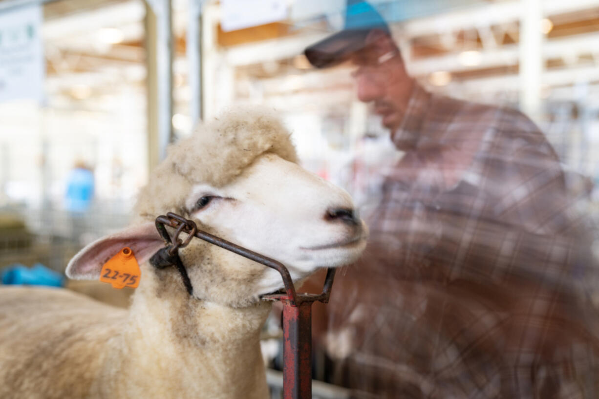A farmer trims the wool behind his sheep&iacute;s ears Thursday, Aug. 24, 2023, inside the Sheep &amp; Poultry Barn at the State Fairgrounds in Falcon Heights, Minnesota.
