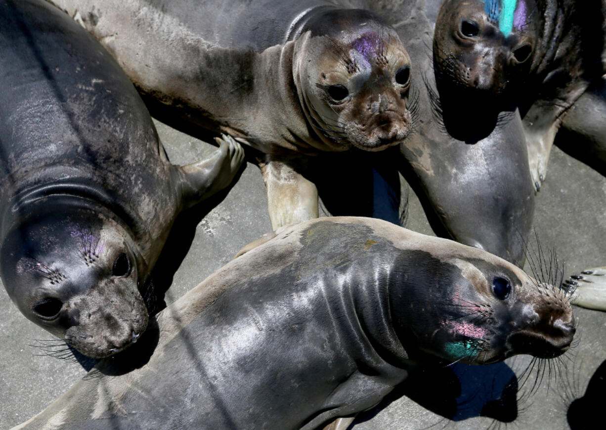 Marine mammals are penned in as they recuperate at the Marine Mammal Care Center in the San Pedro neighborhood of Los Angeles on June 20, 2023, amid a toxic algae bloom off the coast.