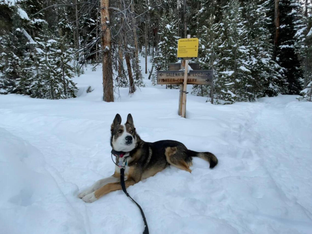 Rio, the Galena Lodge &ldquo;loaner dog&rdquo; whom guests can take on their outings, sits Jan. 26 in the snow in front of the Galena View snowshoe trail sign in Idaho.
