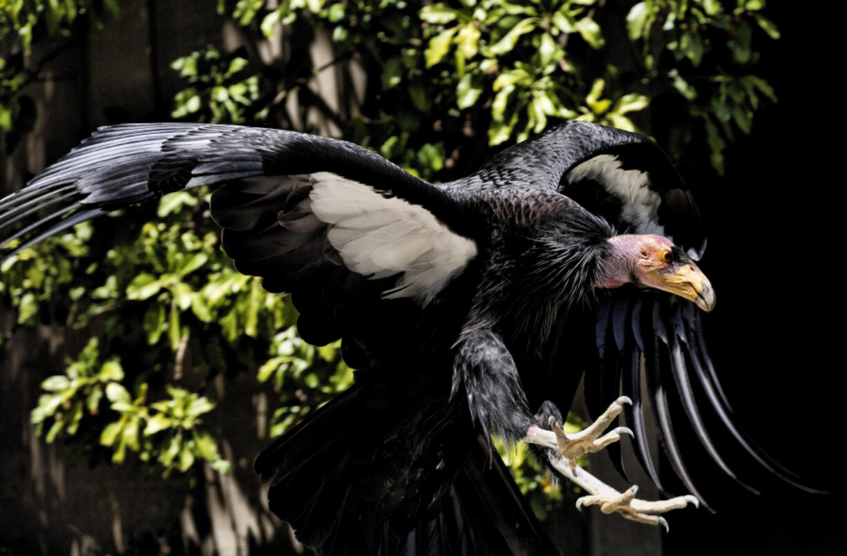 A California condor named Hope takes flight May 2 at the Los Angeles Zoo. Condors could return to the Pacific Northwest starting in five to seven years through the efforts of the Nez Perce Tribe.
