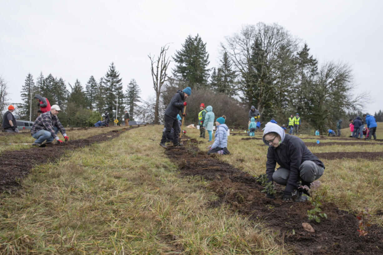 Watershed Alliance of Southwest Washington volunteers plant native trees and shrubs at the WaferTech campus in Camas on March 4, 2023.