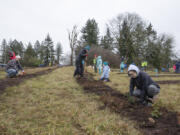 Watershed Alliance of Southwest Washington volunteers plant native trees and shrubs at the WaferTech campus in Camas on March 4, 2023.