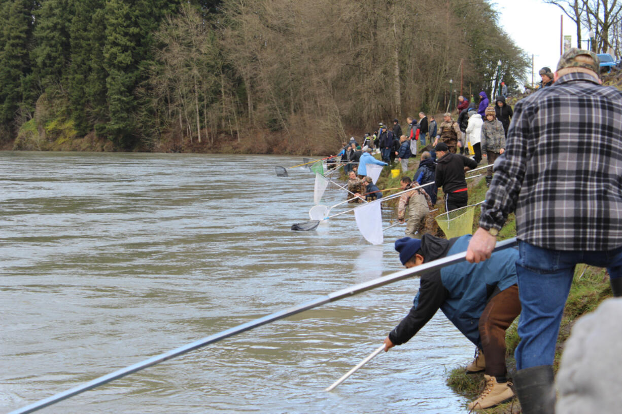 A smelt dip on the Cowlitz River brings about a festival atmosphere as folks gather to have fun, and hopefully end up with a mess of smelt.