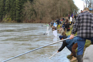 Additional 1-day smelt dip set for Tuesday, March 5 on Cowlitz River