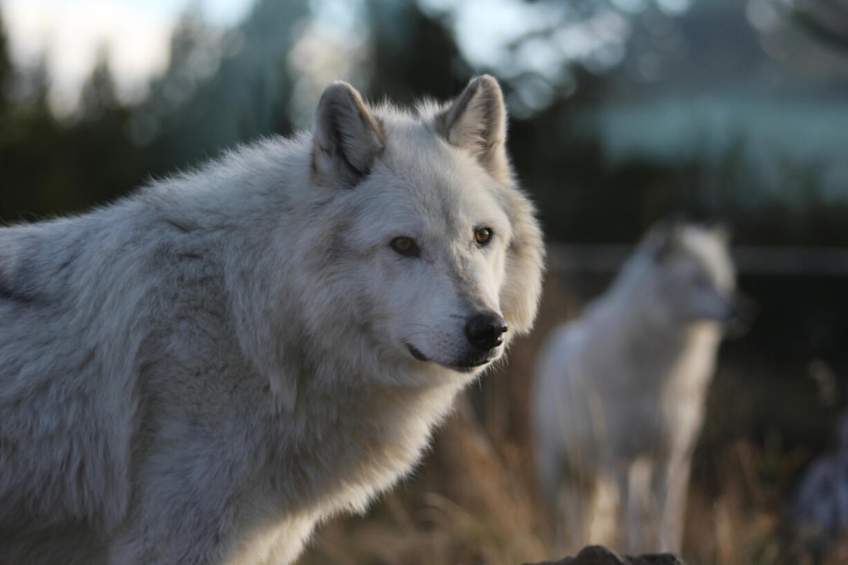 The return of wolves to Yellowstone National Park long has been credited with replenishing its wetlands and spurring the beneficial rerouting of streams. But a new study casts doubt on that popular restoration narrative.