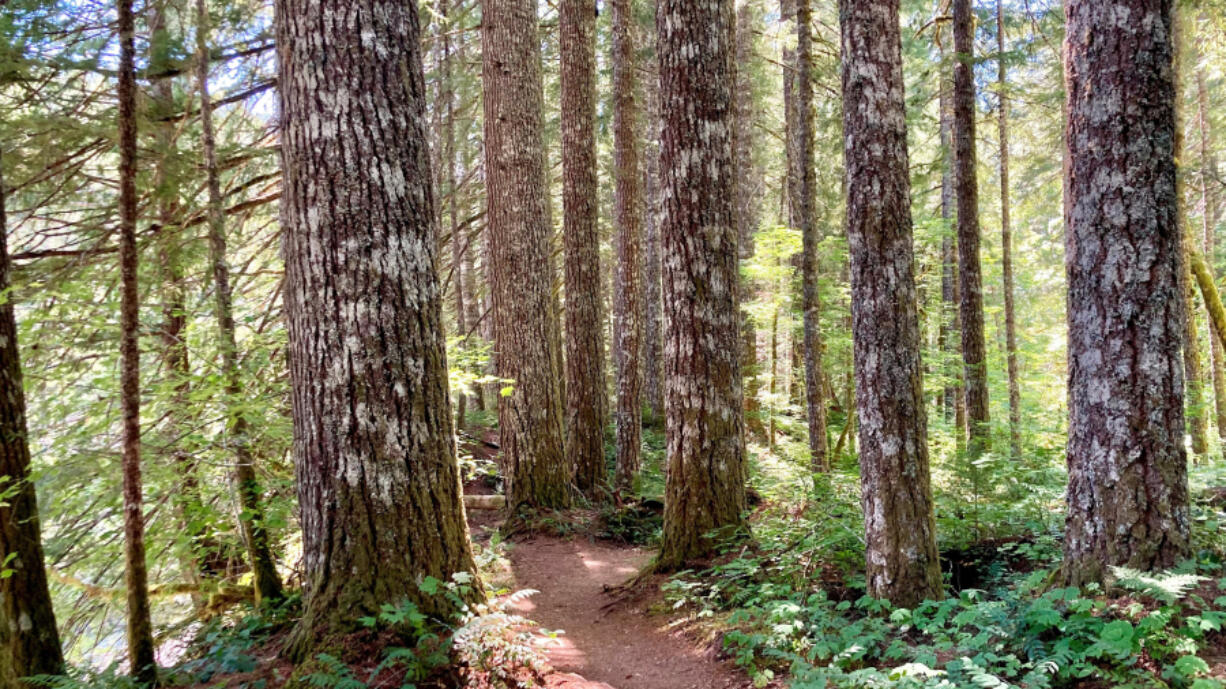 Much of the funding allocated through the Great American Outdoors Act helped improve trails and facilities overseen by the U.S. Forest Service, which oversees the Gifford Pinchot National Forest and the Lewis River Recreation Area.
