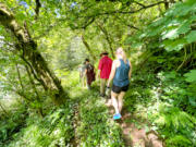 Hikers walk through a section of old forest and riparian habitat near the West Fork Washougal River in an undated photo.