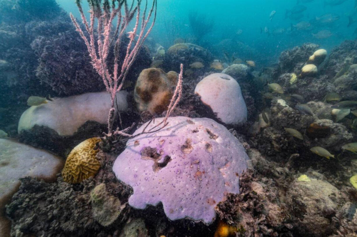 A partially bleached mound coral sits on the reef floor after a mass bleaching event in March 2023 at Cheeca Rocks Reef in Islamorada, Florida, on Thursday, October 5, 2023.