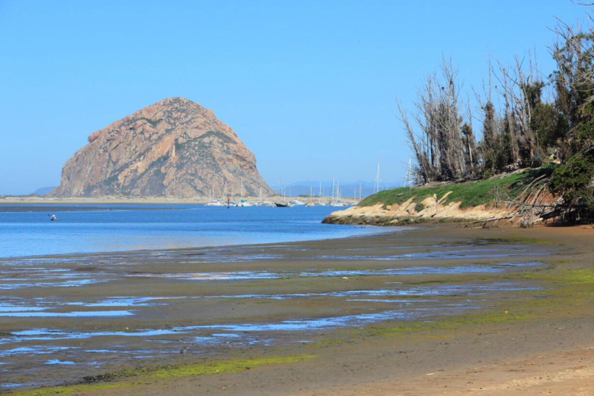 Morro Bay, located between San Francisco and Los Angeles, boasts a rich ecosystem.