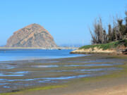Morro Bay, located between San Francisco and Los Angeles, boasts a rich ecosystem.