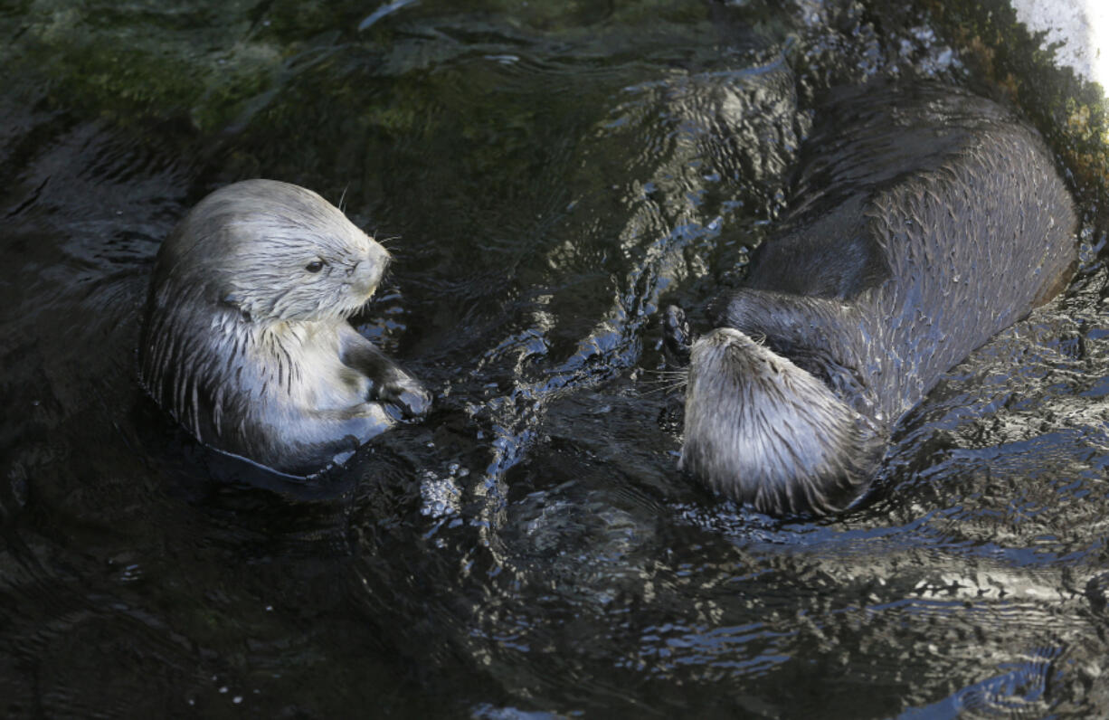 Sea otters loll in the water March 26, 2018, at the Monterey Bay Aquarium in Monterey, Calif. Bringing sea otters back to a California estuary has helped restore the ecosystem by controlling the number of burrowing crabs &mdash; a favorite sea otter snack &mdash; that cause marshland erosion.