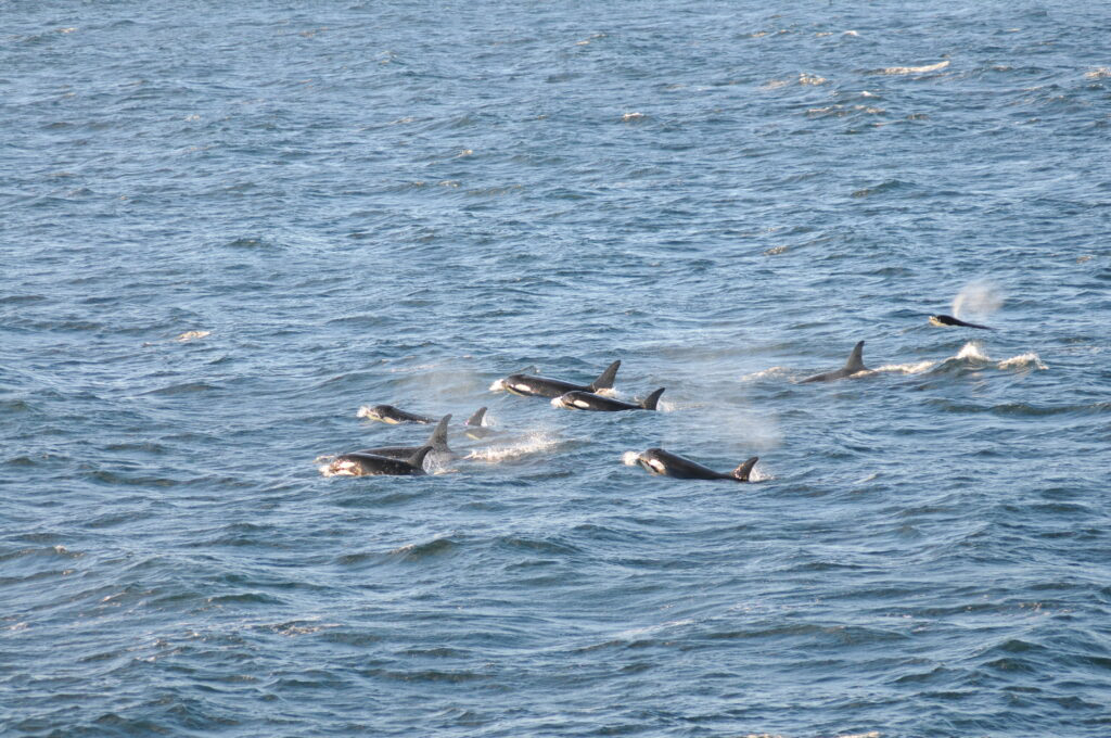 A pod of southern resident killer whales.