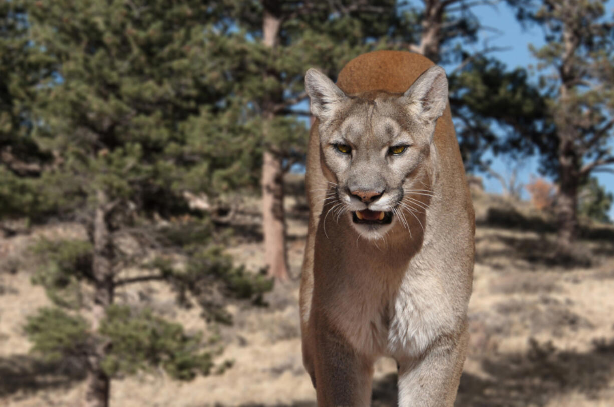 Portrait of a mountain lion in a Colorado pine meadow.