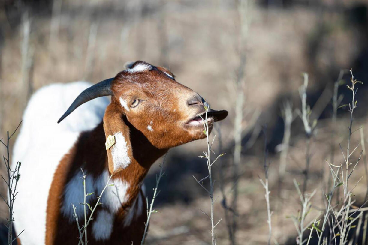 Goats can eat weeds and clear underbrush to prevent wildfires from spreading over hundreds and thousands of acres.