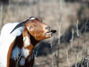 Goats can eat weeds and clear underbrush to prevent wildfires from spreading over hundreds and thousands of acres.