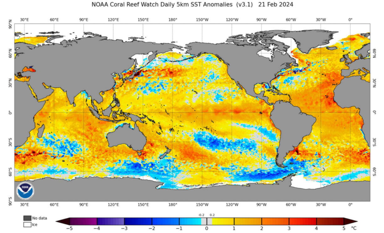 The National Oceanic and Atmospheric Administration has released graphics showing sea-surface temperature anomalies across the globe. Experts say temperatures are record-hot on the heels of an already unprecedented summer of ocean heat.