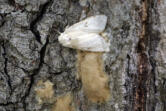 In this July 28, 2008, file photo, a female Lymantria dispar moth, known as the spongy moth, lays her eggs.