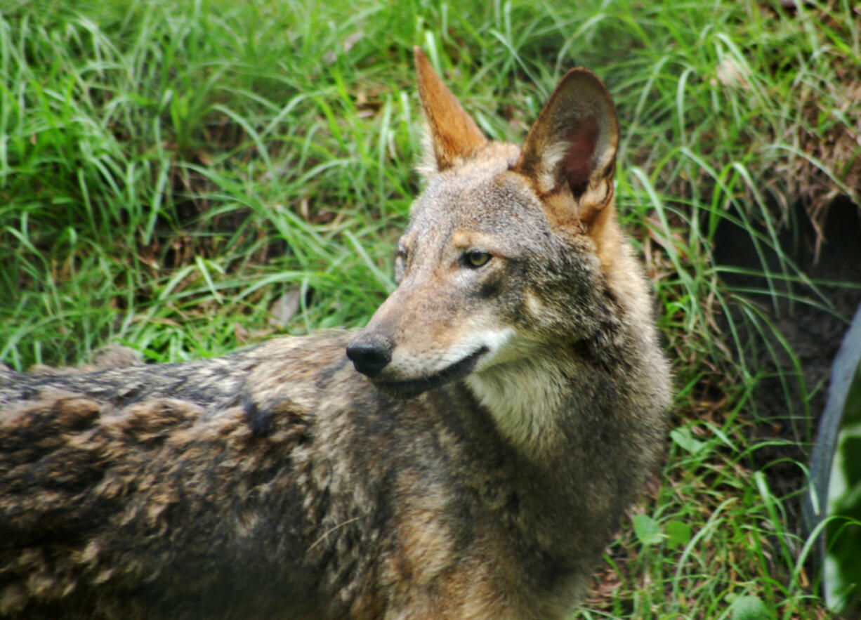 Today, there are an estimated 20 to 22 red wolves in the wild around North Carolina&rsquo;s Alligator River National Wildlife Refuge, with a handful in the nearby Pocosin Lakes National Wildlife Refuge.