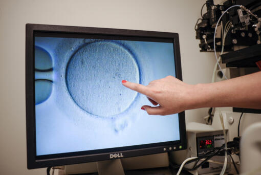 An embryologist shows an ovocyte after it was inseminated June 12, 2019, at the Virginia Center for Reproductive Medicine, in Reston, Va.