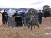 Colorado Parks and Wildlife released five gray wolves onto public land in Grand County, Colo., on Dec. 18.