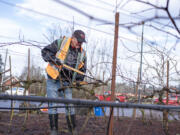 Ridgefield Mayor Ron Onslow trims back grape vines Tuesday at the Pioneer Street and South 56th Place roundabout in Ridgefield. In a good year, a roundabout produces 20 cases of wine.